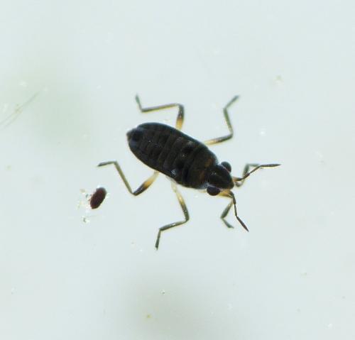 Réf. 168 465 : Microvelia reticulata
