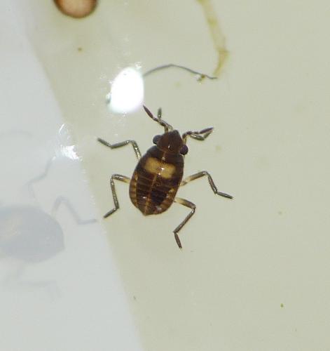 Microvelia reticulata