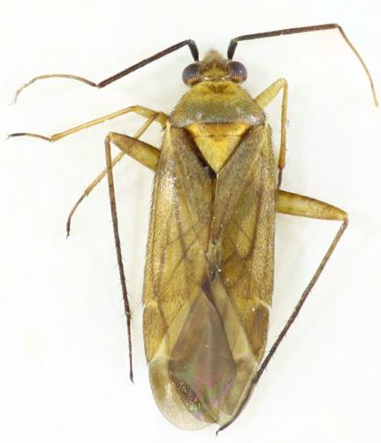 Damioscea komaroffii