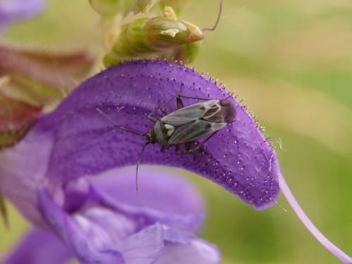Macrotylus herrichi