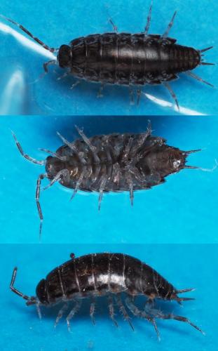 Réf. 168 978 : Chaetophiloscia elongata