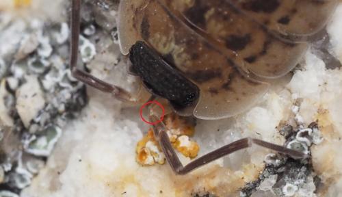Réf. 168 762 : Porcellio spinicornis