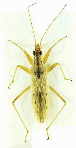 Réf. 168 277 : Nabis pseudoferus
