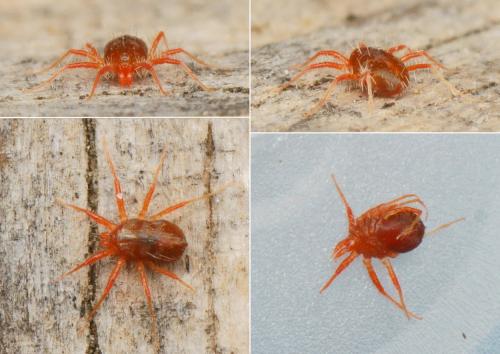 Erythracarus parietinus