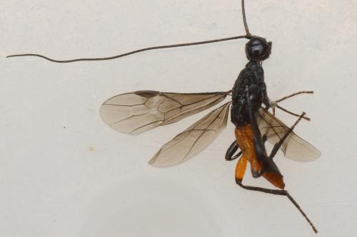 Doryctes leucogaster