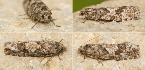 Zeiraphera griseana