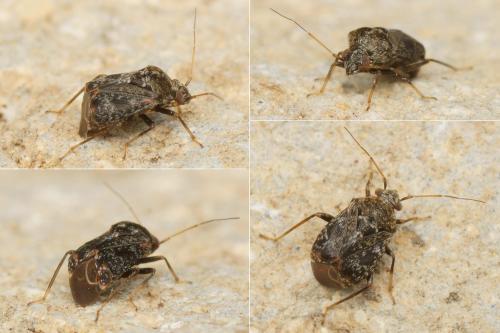 Charagochilus gyllenhalii