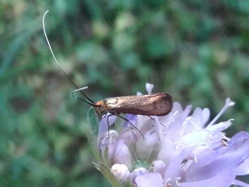 Réf. 168 609 : Nemophora metallica
