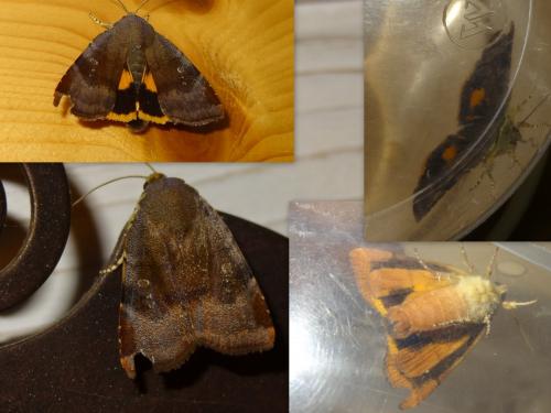 Noctua janthina