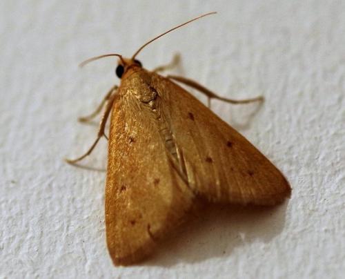 Achyra nudalis