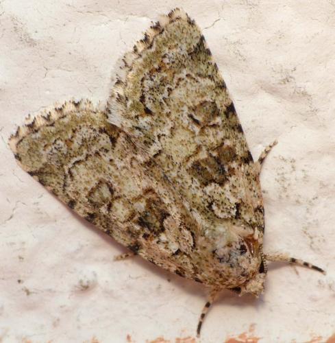 Nyctobrya muralis