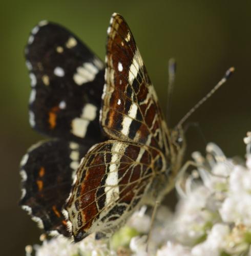 Araschnia levana