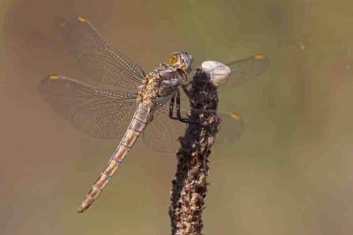 Réf. 168 020 : Orthetrum brunneum