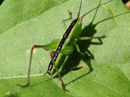 Réf. 168 887 : Conocephalus sp.