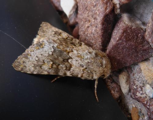 Réf. 168 252 : Hecatera dysodea