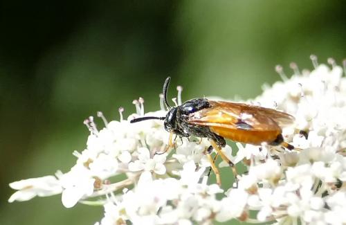 Arge cyanocrocea