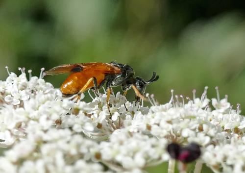 Arge cyanocrocea