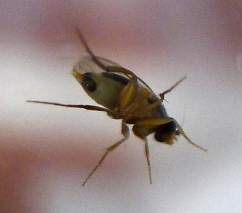 Dohrniphora cornuta