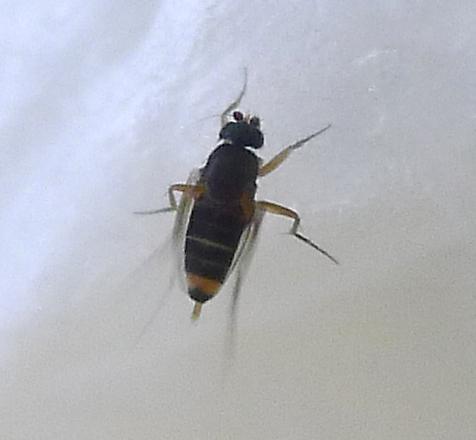 Réf. 168 222 : Dohrniphora cornuta