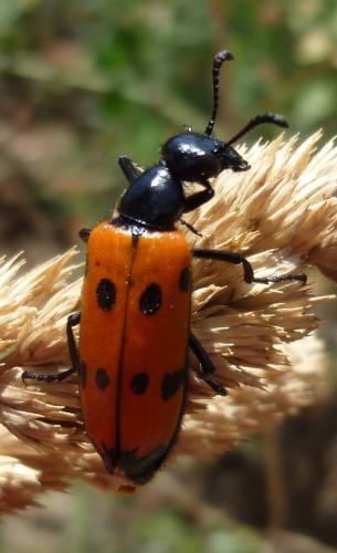 Réf. 168 511 : Mylabris quadripunctata