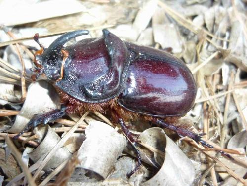 Réf. 168 374 : Oryctes nasicornis
