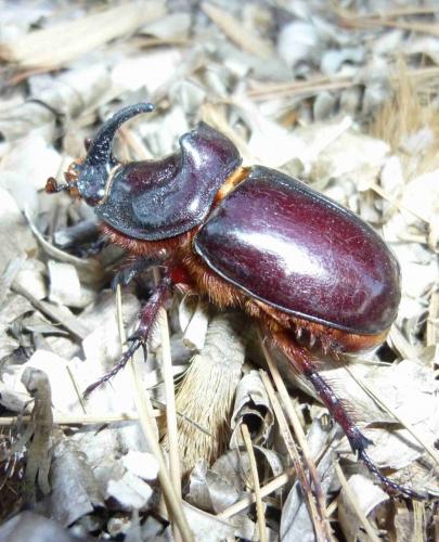 Réf. 168 376 : Oryctes nasicornis