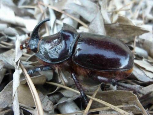 Réf. 168 377 : Oryctes nasicornis
