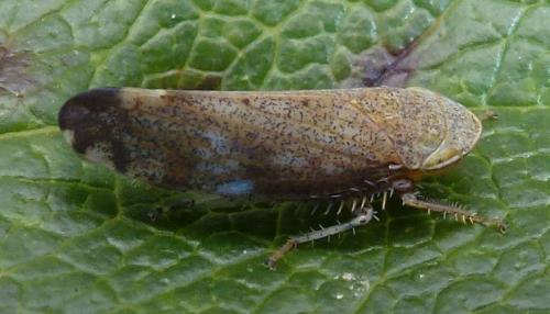 Réf. 168 963 : Fieberiella florii