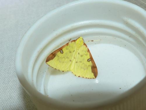 Réf. 168 685 : Opisthograptis luteolata
