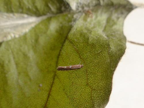 Phyllonorycter leucographella