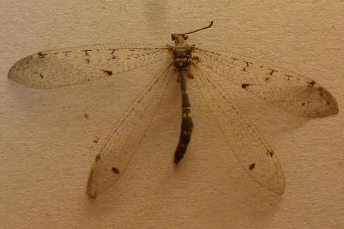 Distoleon tetragrammicus