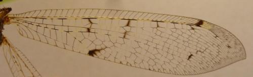Distoleon tetragrammicus