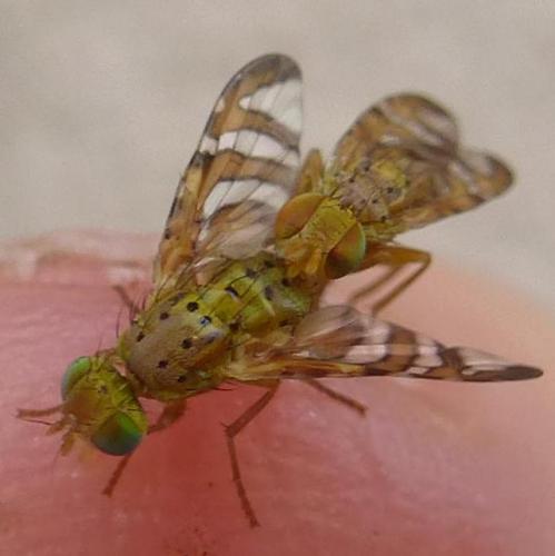 Réf. 168 331 : Chaetorellia jaceae
