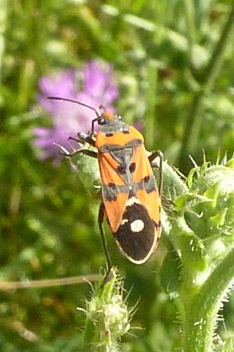Réf. 168 504 : Lygaeus equestris