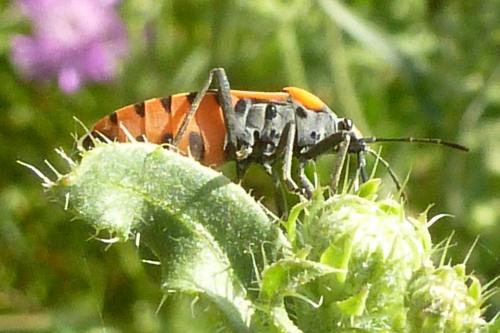 Lygaeus equestris