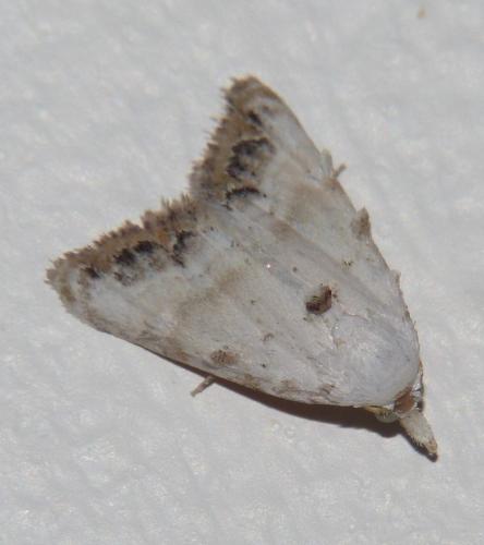 Nola chlamitulalis