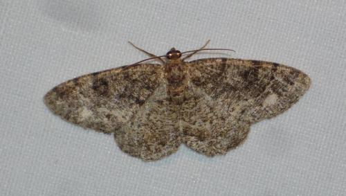 Parectropis similaria