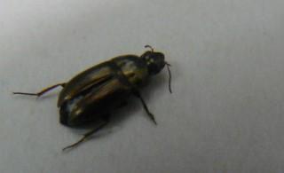 Amara sp.
