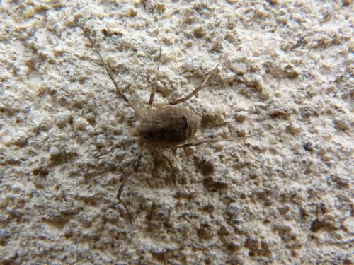Odiellus spinosus