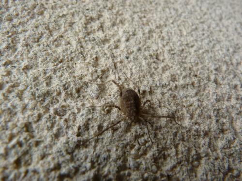Odiellus spinosus