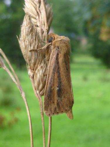 Globia sparganii
