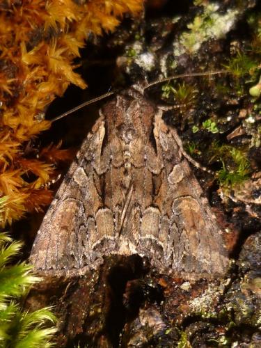 Réf. 168 916 : Lacanobia thalassina