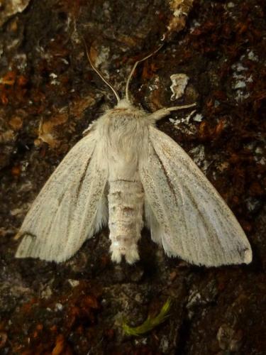 Réf. 168 902 : Simyra albovenosa