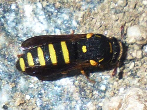 Celonites abbreviatus