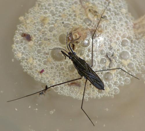 Gerris argentatus