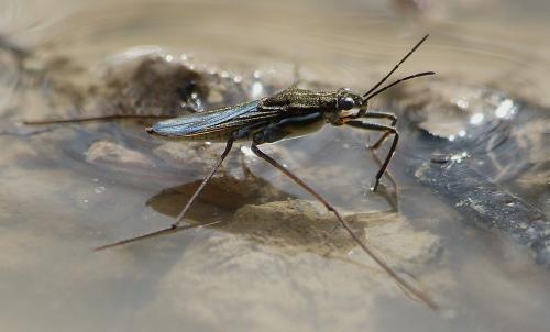 Gerris argentatus