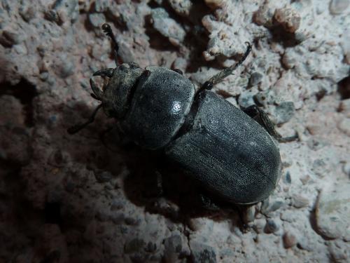 Réf. 168 365 : Dorcus parallelipipedus