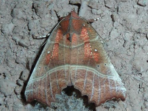 Réf. 168 366 : Scoliopteryx libatrix