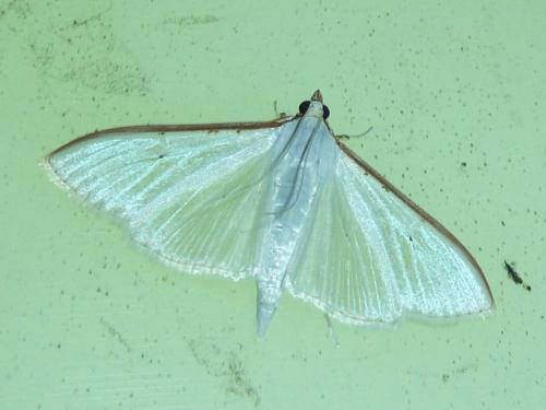 Palpita vitrealis