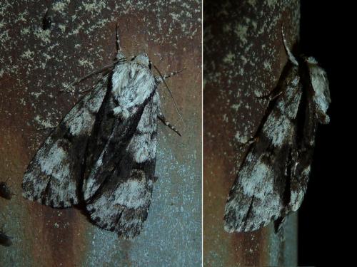 Réf. 168 384 : Acronicta alni